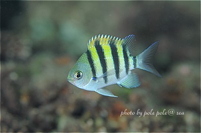 f:id:polepole-at-sea:20201113234244j:plain f:id:polepole-at-sea:20201113234244j:plain