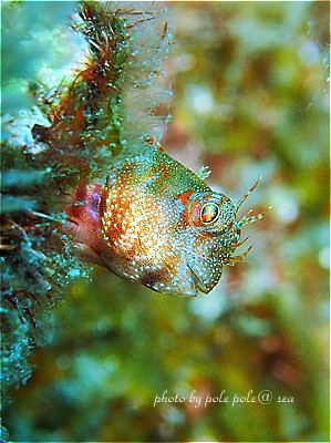 f:id:polepole-at-sea:20201115002730j:plain f:id:polepole-at-sea:20201115002730j:plain