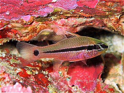 f:id:polepole-at-sea:20201115002922j:plain f:id:polepole-at-sea:20201115002922j:plain