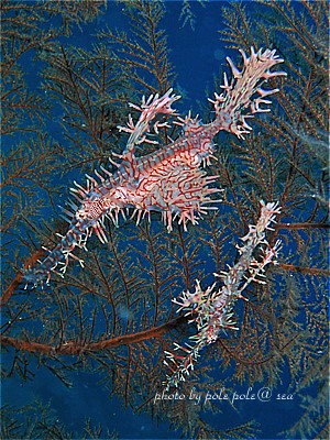 f:id:polepole-at-sea:20201115003558j:plain f:id:polepole-at-sea:20201115003558j:plain