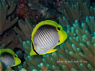 f:id:polepole-at-sea:20201128235953j:plain