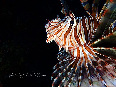 f:id:polepole-at-sea:20210120222022j:plain