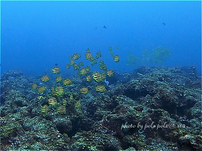 f:id:polepole-at-sea:20210425210529j:plain