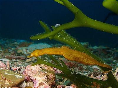 f:id:polepole-at-sea:20210526203116j:plain