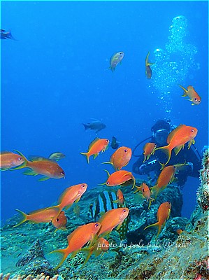 f:id:polepole-at-sea:20210725202054j:plain