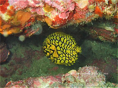 f:id:polepole-at-sea:20210725202155j:plain