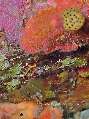 f:id:polepole-at-sea:20210725202248j:plain