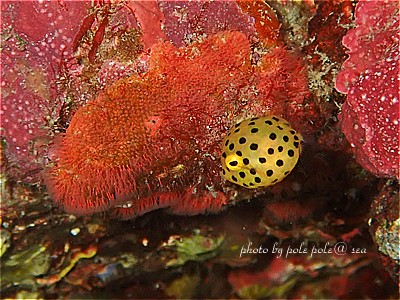 f:id:polepole-at-sea:20210725202329j:plain