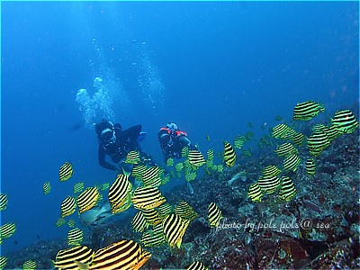 f:id:polepole-at-sea:20210828000749j:plain