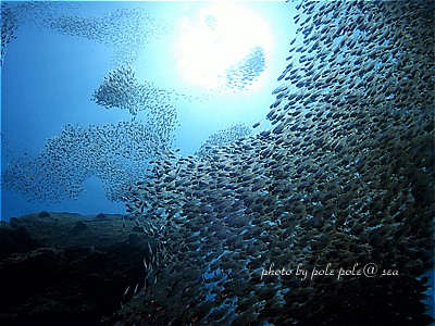 f:id:polepole-at-sea:20210828000854j:plain