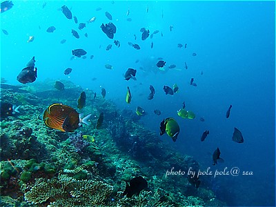 f:id:polepole-at-sea:20210828001052j:plain