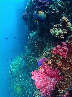 f:id:polepole-at-sea:20210904183335j:plain