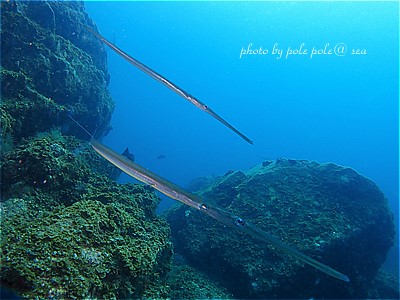 f:id:polepole-at-sea:20210904191522j:plain