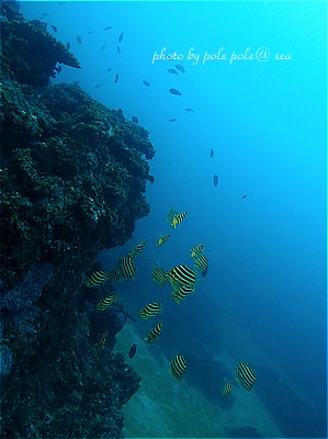 f:id:polepole-at-sea:20210904191827j:plain