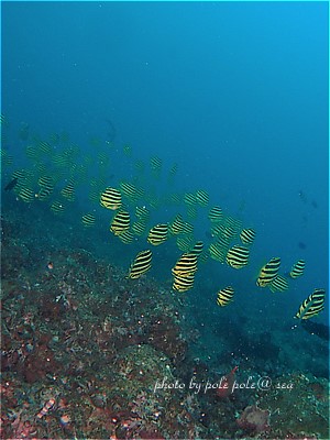 f:id:polepole-at-sea:20210921203346j:plain