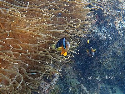 f:id:polepole-at-sea:20211026221639j:plain