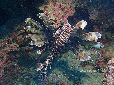 f:id:polepole-at-sea:20211026221740j:plain