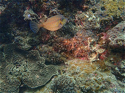 f:id:polepole-at-sea:20211026221933j:plain