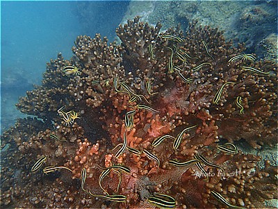 f:id:polepole-at-sea:20211026222024j:plain