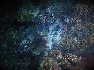 f:id:polepole-at-sea:20211116173733j:plain