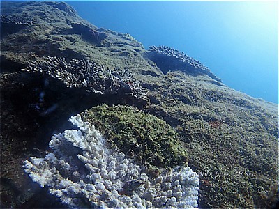 f:id:polepole-at-sea:20211116173948j:plain