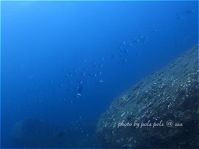 f:id:polepole-at-sea:20211116174120j:plain