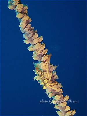 f:id:polepole-at-sea:20211219112814j:plain