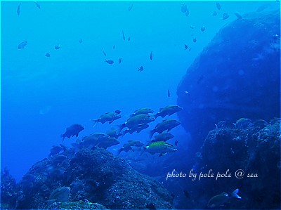 f:id:polepole-at-sea:20220128182148j:plain