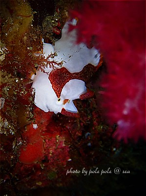 f:id:polepole-at-sea:20220128182244j:plain