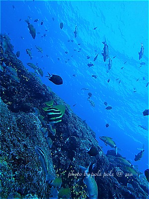 f:id:polepole-at-sea:20220211224541j:plain