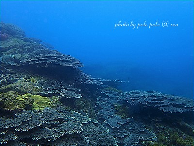 f:id:polepole-at-sea:20220219191442j:plain