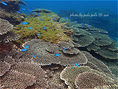 f:id:polepole-at-sea:20220219191549j:plain