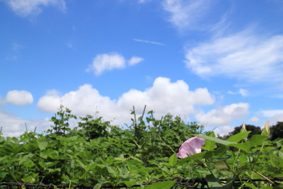f:id:polepole103:20140629110603j:plain f:id:polepole103:20140629110603j:plain