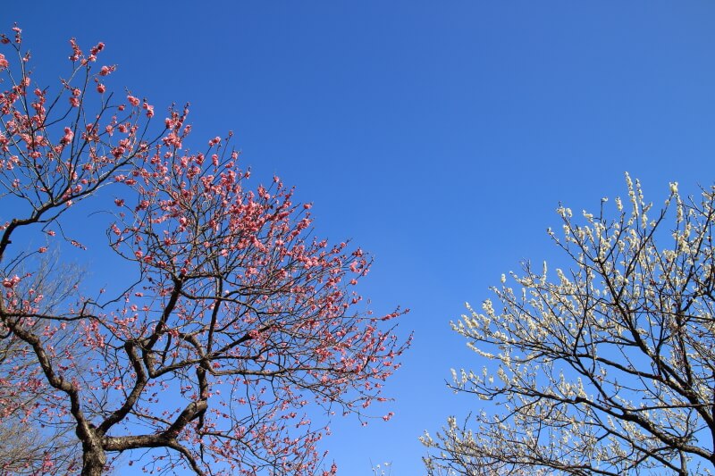 白梅・紅梅