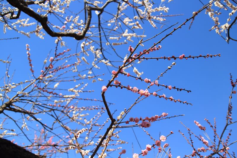 紅白の梅が同じ枝に咲いている