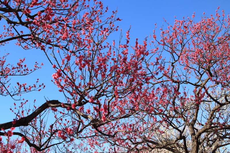 紅梅が見事