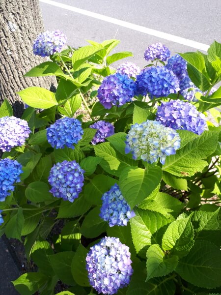 f:id:polepole103:20200530214930j:plain