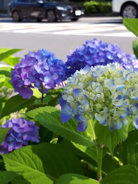 f:id:polepole103:20200530214939j:plain