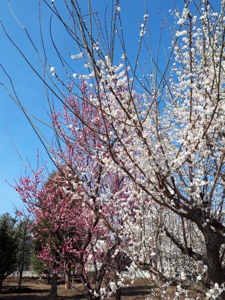 f:id:polepole103:20210214180540j:plain