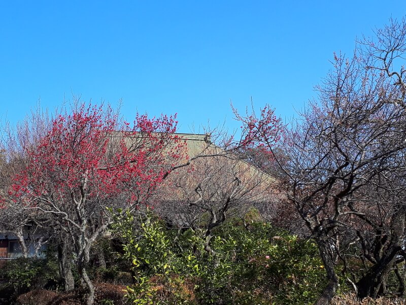 f:id:polepole103:20210214180551j:plain