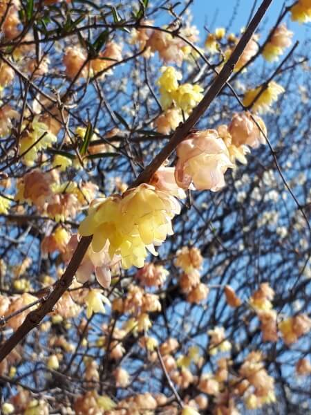 f:id:polepole103:20210214180606j:plain