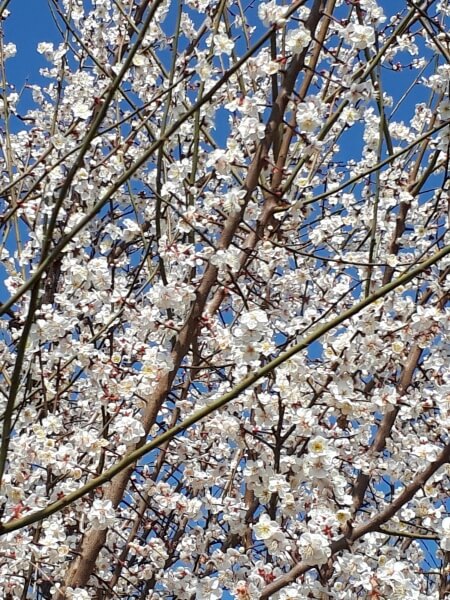 f:id:polepole103:20210214180616j:plain