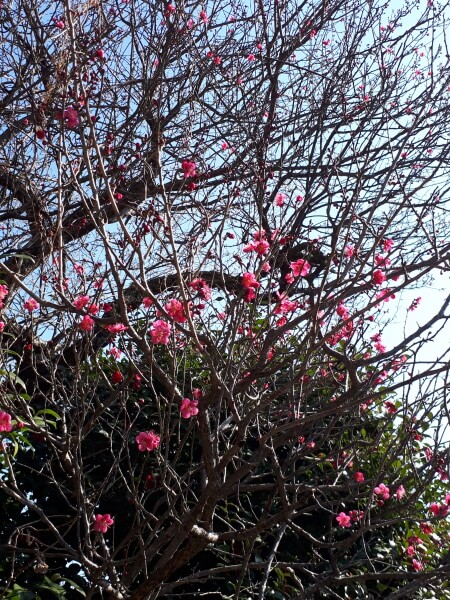 f:id:polepole103:20210214180633j:plain