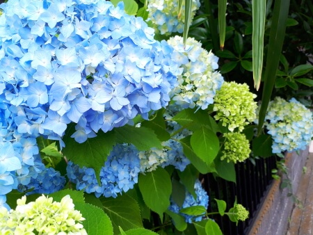 f:id:polepole103:20210603213119j:plain