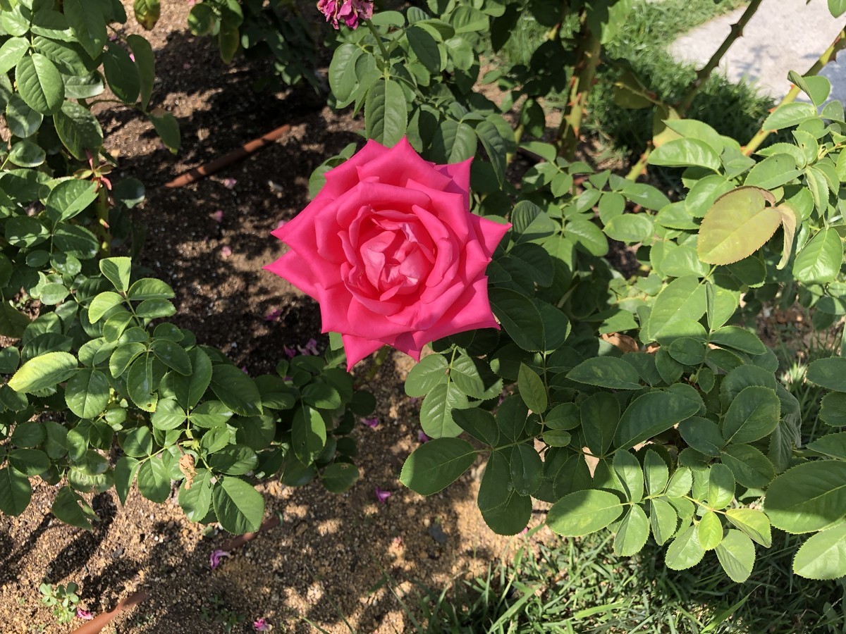 f:id:polepole_tea:20191001122413j:plain f:id:polepole_tea:20191001122413j:plain
