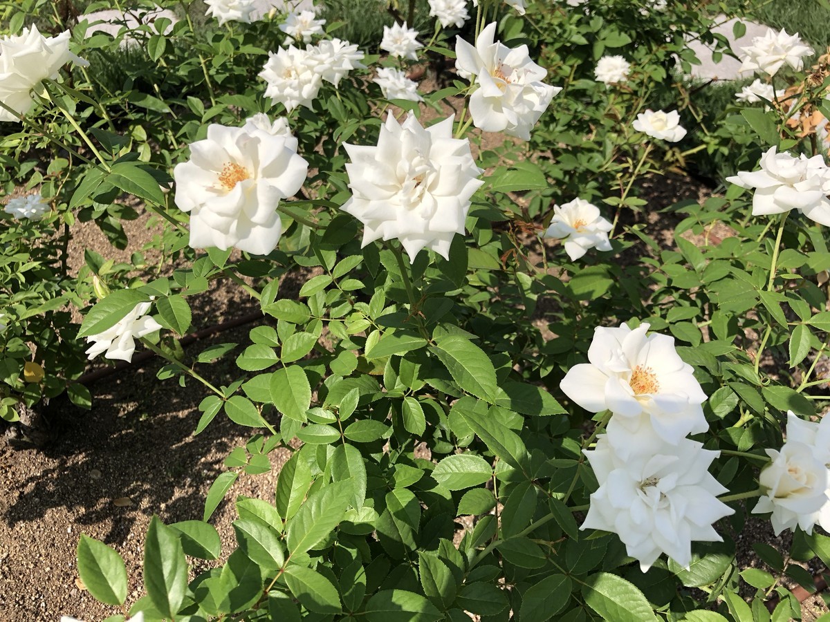 f:id:polepole_tea:20191001122431j:plain f:id:polepole_tea:20191001122431j:plain