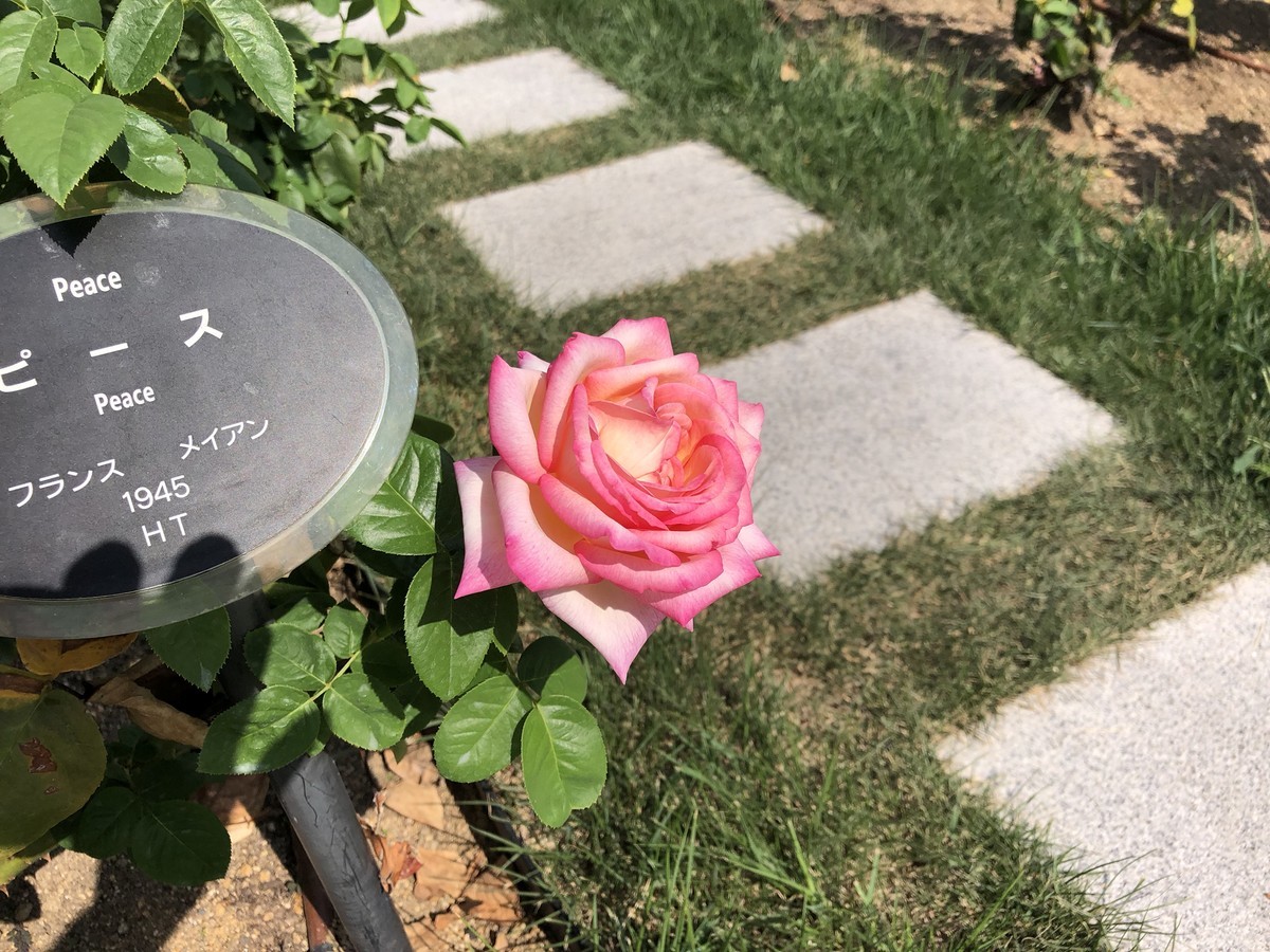 f:id:polepole_tea:20191001122454j:plain f:id:polepole_tea:20191001122454j:plain