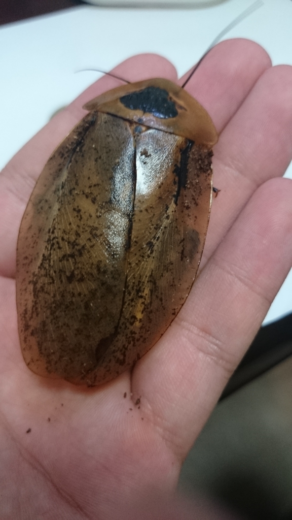 ジャイアントウッドローチ約100匹（ペット用ゴキブリ）