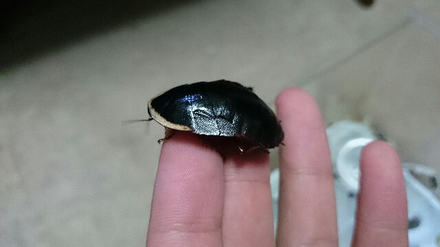サツマゴキブリ雌雄 ポリプｐの飼育日記