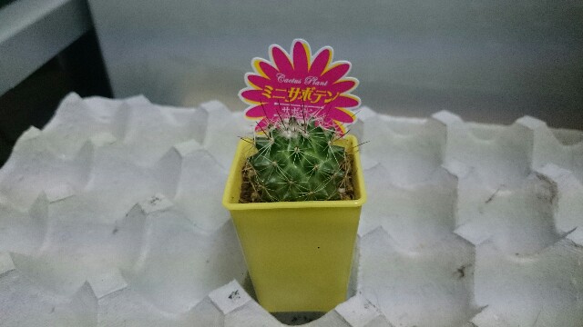 f:id:polipG:20171026223151j:image f:id:polipG:20171026223151j:image